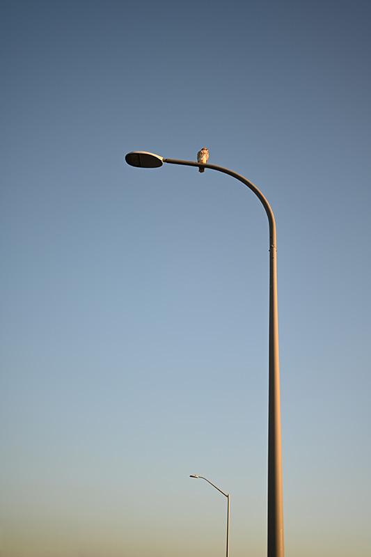 Bird on lamppost, vertical frame